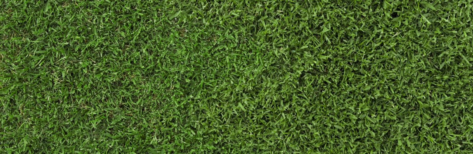green grass