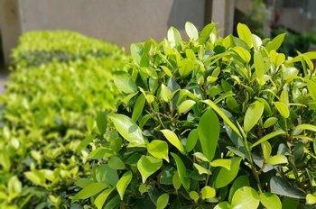 A healthy shrub